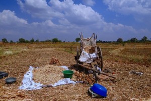 Semillas de Sorgo